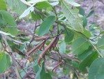 Indigofera garckeana
