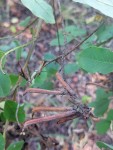 Indigofera garckeana