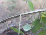 Indigofera garckeana