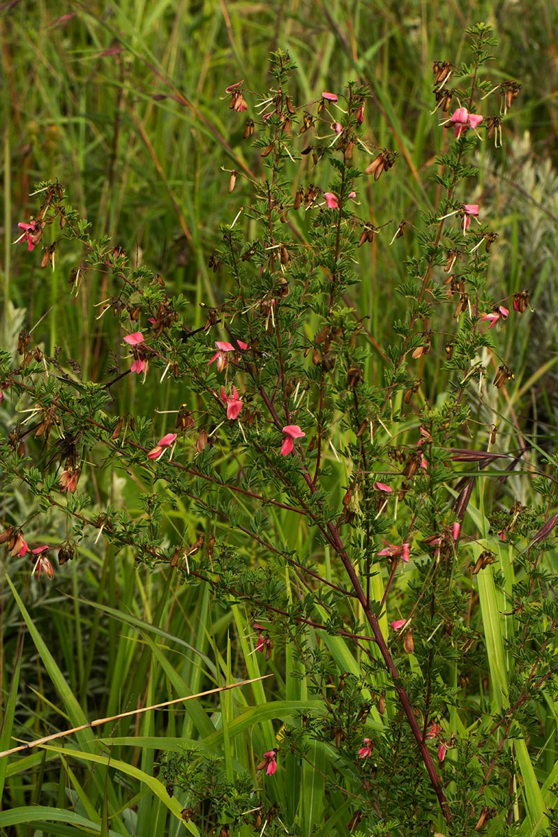 Indigofera goetzei