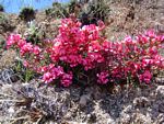 Indigofera hilaris