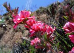 Indigofera hilaris