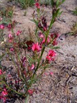 Indigofera hilaris