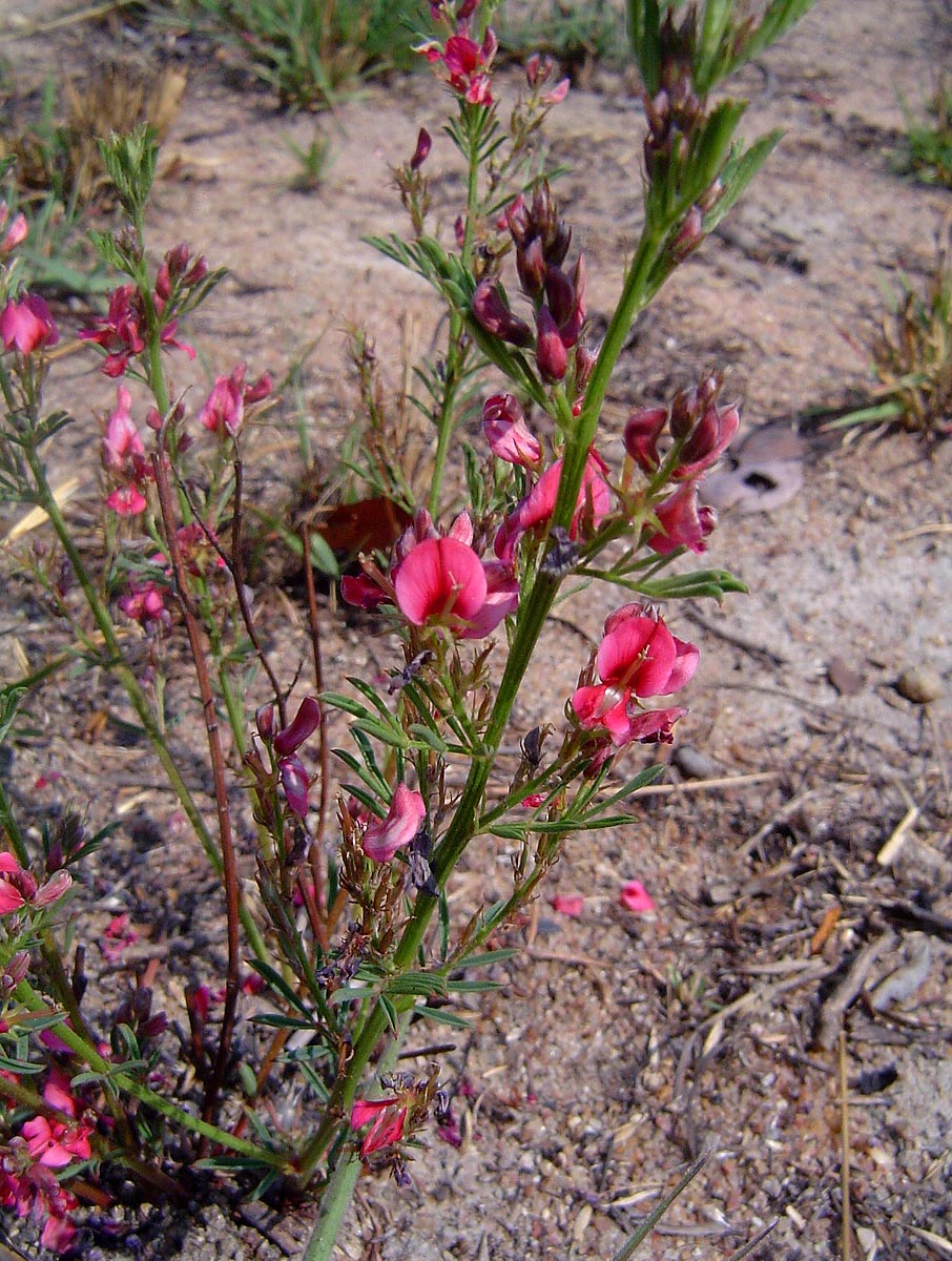 Indigofera hilaris