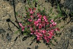 Indigofera hilaris