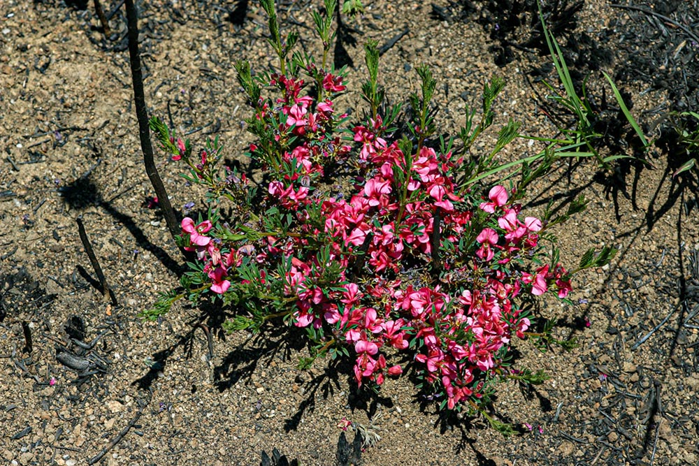 Indigofera hilaris