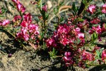 Indigofera hilaris