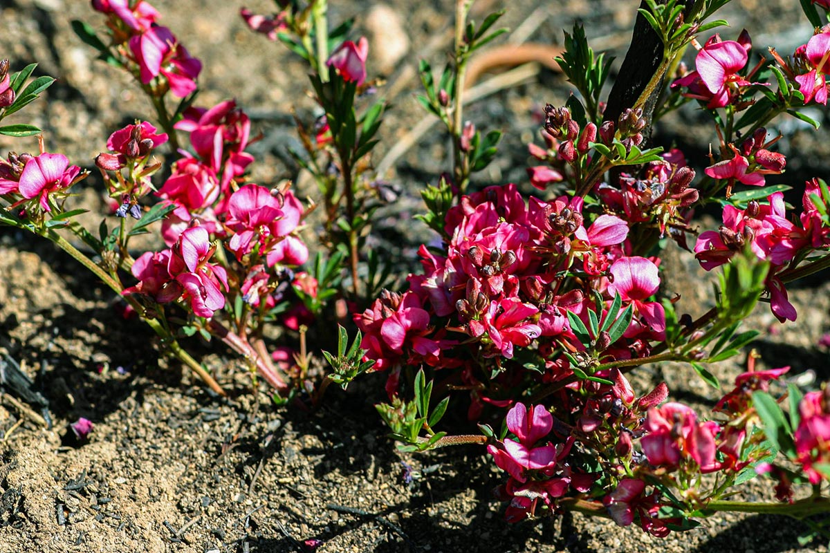 Indigofera hilaris