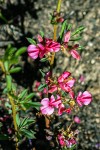 Indigofera hilaris