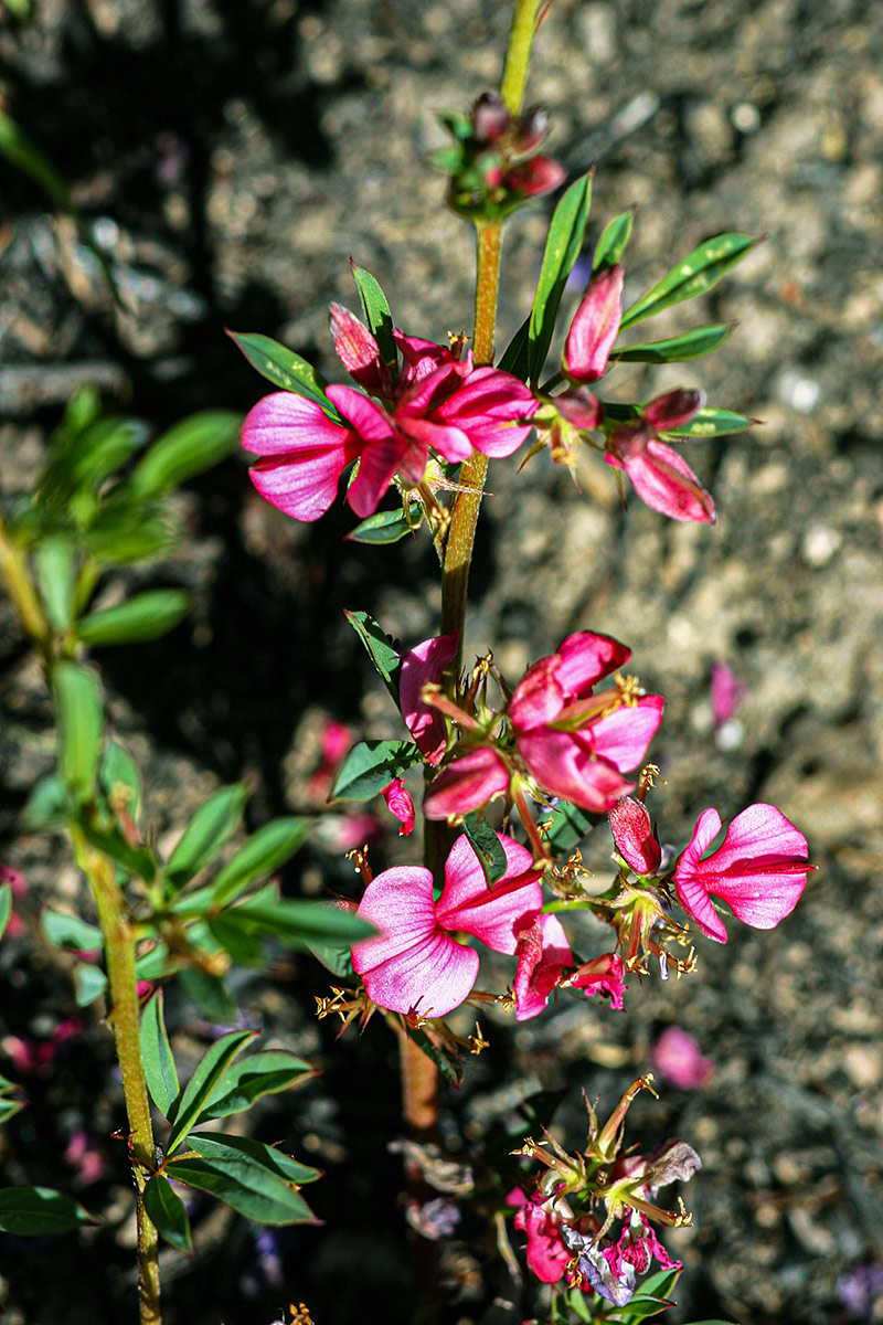 Indigofera hilaris