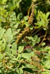 Indigofera hirsuta