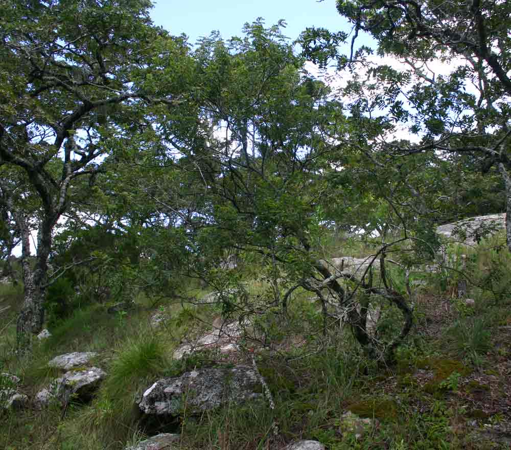 Indigofera lyallii subsp. lyallii