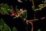 Indigofera lyallii subsp. lyallii