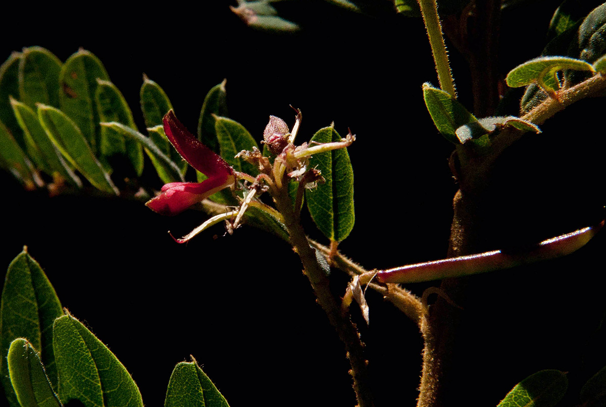 Indigofera lyallii subsp. lyallii