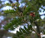 Indigofera lyallii subsp. lyallii