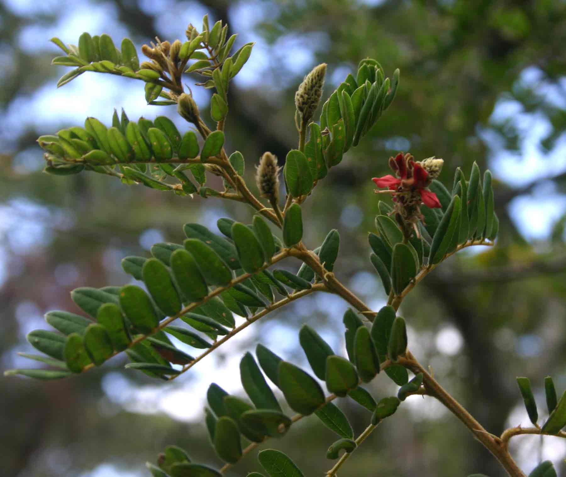 Indigofera lyallii subsp. lyallii