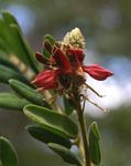Indigofera lyallii subsp. lyallii