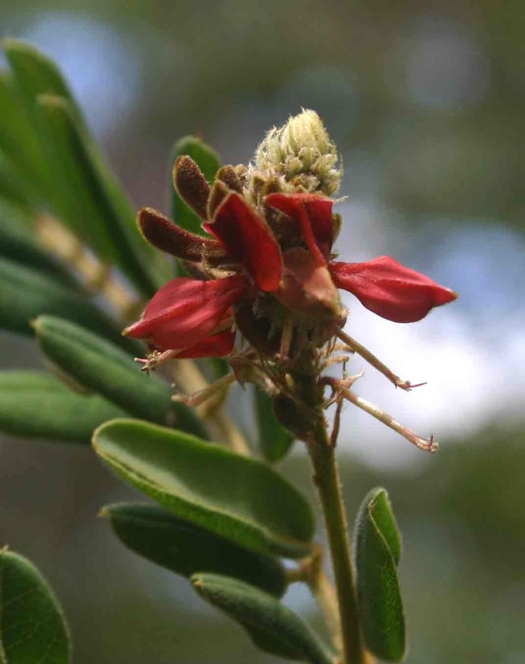 Indigofera lyallii subsp. lyallii