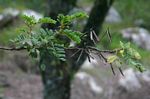 Indigofera lyallii subsp. lyallii