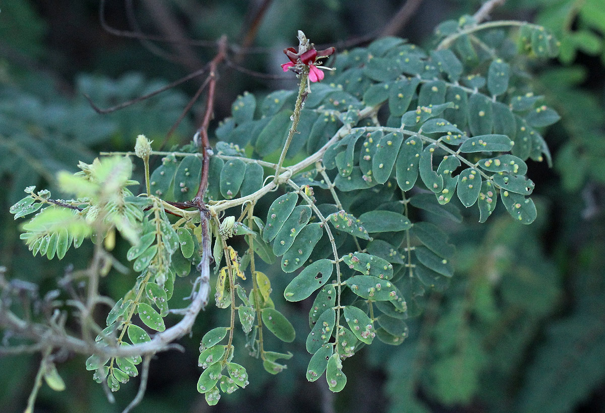 Indigofera lyallii subsp. lyallii
