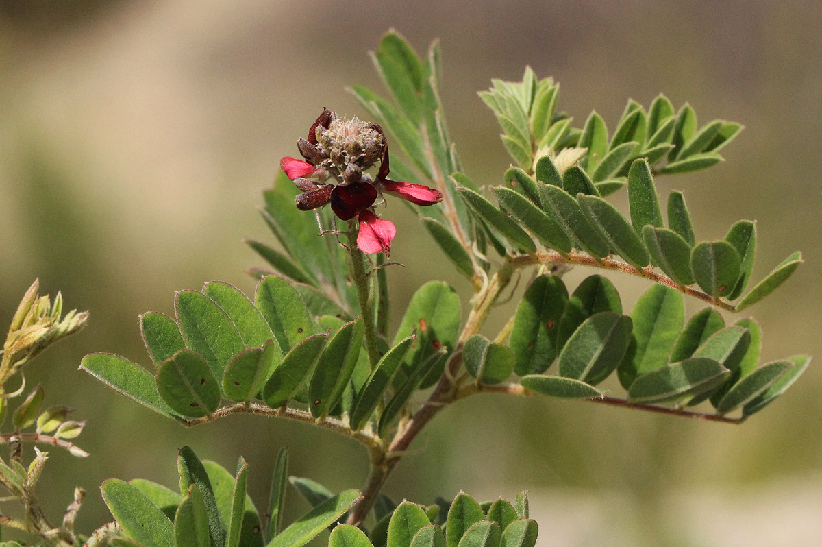 Indigofera lyallii subsp. lyallii