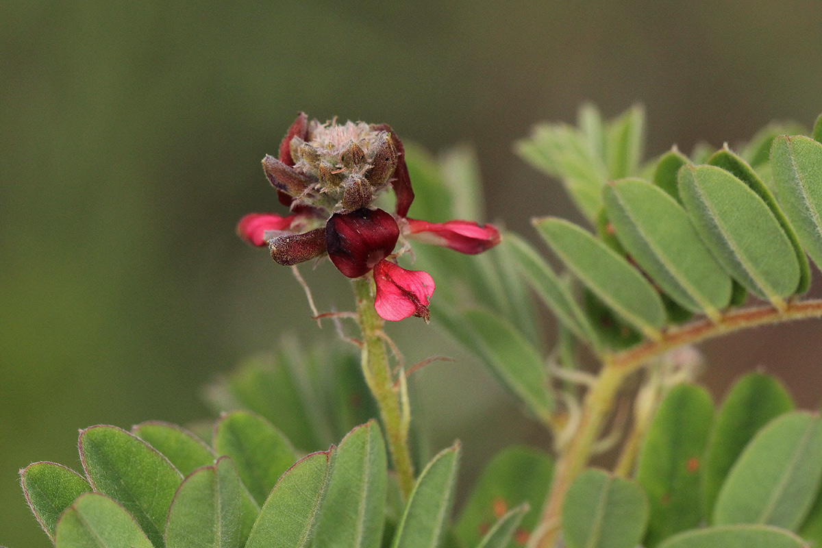 Indigofera lyallii subsp. lyallii
