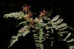 Indigofera lyallii subsp. lyallii