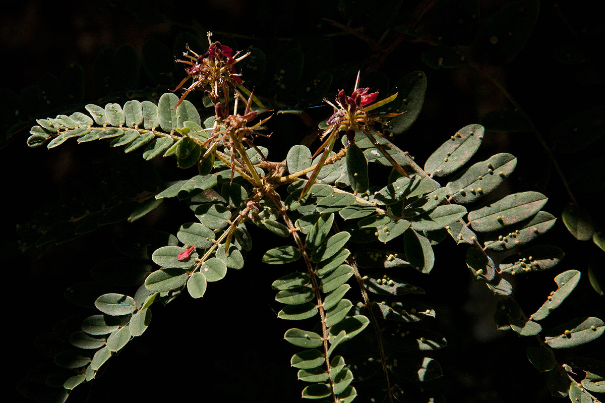 Indigofera lyallii subsp. lyallii