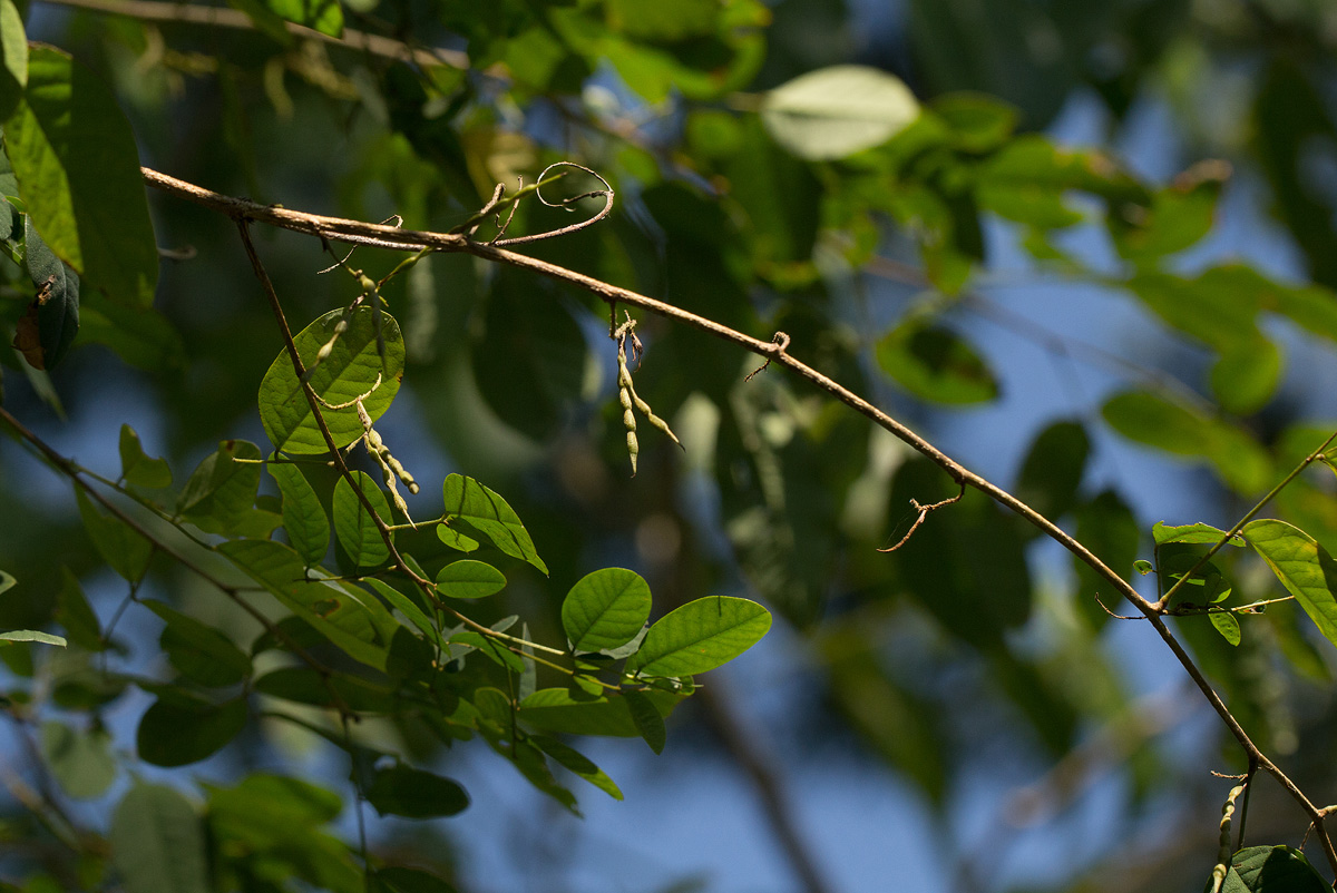 Indigofera ormocarpoides