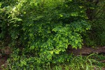 Indigofera ormocarpoides