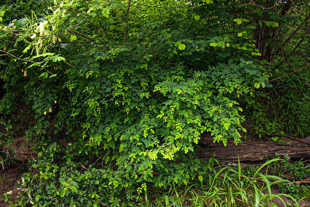 Indigofera ormocarpoides