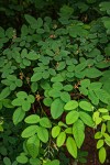 Indigofera ormocarpoides