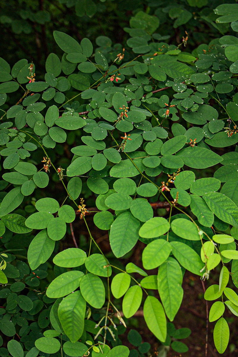 Indigofera ormocarpoides