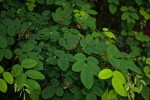 Indigofera ormocarpoides