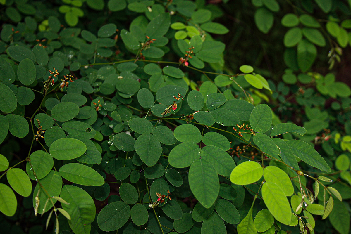 Indigofera ormocarpoides