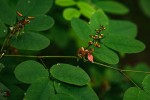 Indigofera ormocarpoides