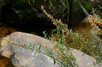 Indigofera paniculata subsp. gazensis