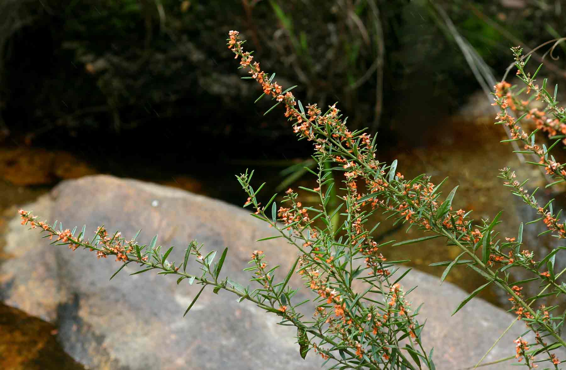 Indigofera paniculata subsp. gazensis