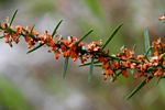Indigofera paniculata subsp. gazensis