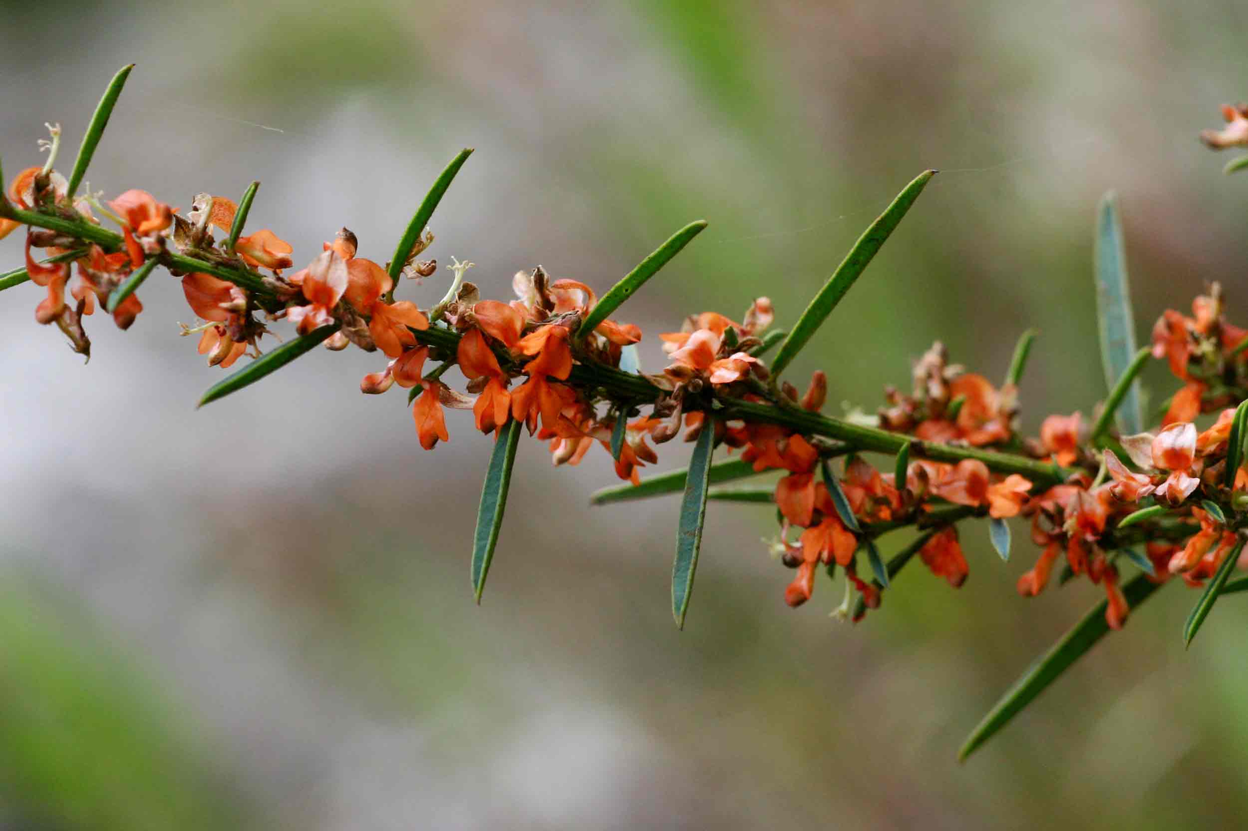 Indigofera paniculata subsp. gazensis