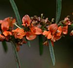 Indigofera paniculata subsp. gazensis