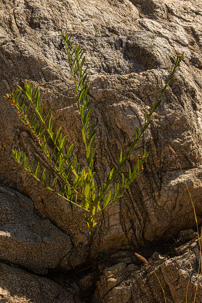 Indigofera paniculata subsp. gazensis