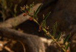 Indigofera paniculata subsp. gazensis