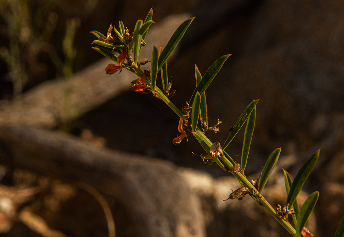 Indigofera paniculata subsp. gazensis