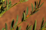 Indigofera paniculata subsp. gazensis