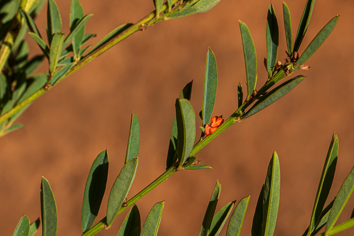 Indigofera paniculata subsp. gazensis
