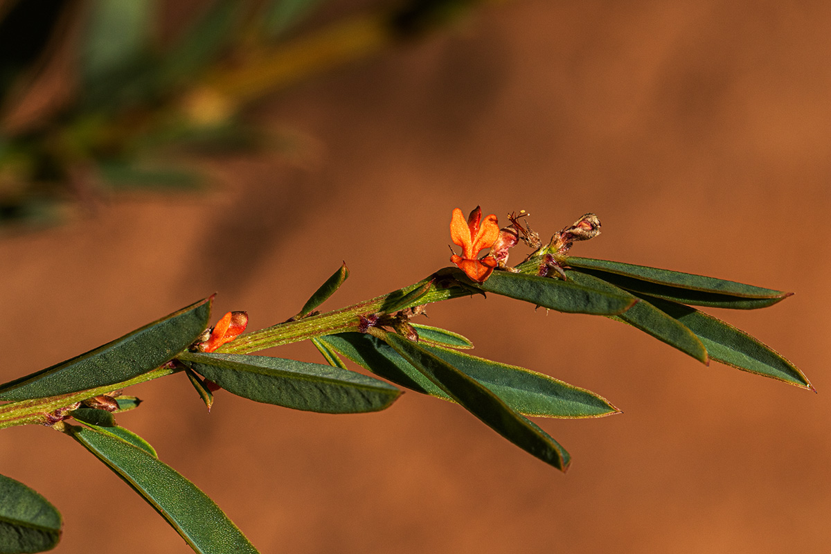 Indigofera paniculata subsp. gazensis
