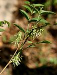 Indigofera rhynchocarpa var. rhynchocarpa