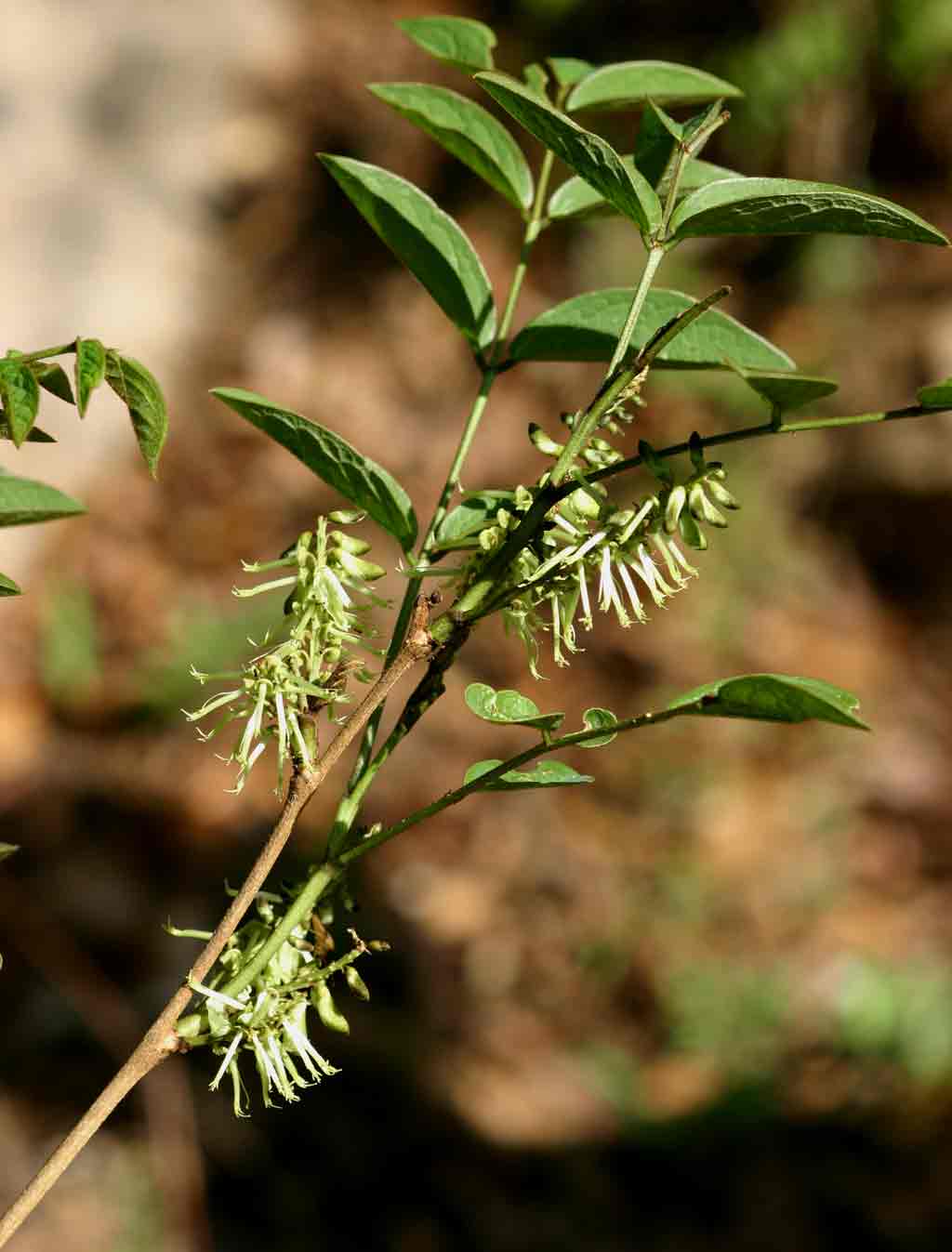 Indigofera rhynchocarpa var. rhynchocarpa