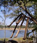 Indigofera rhynchocarpa var. rhynchocarpa